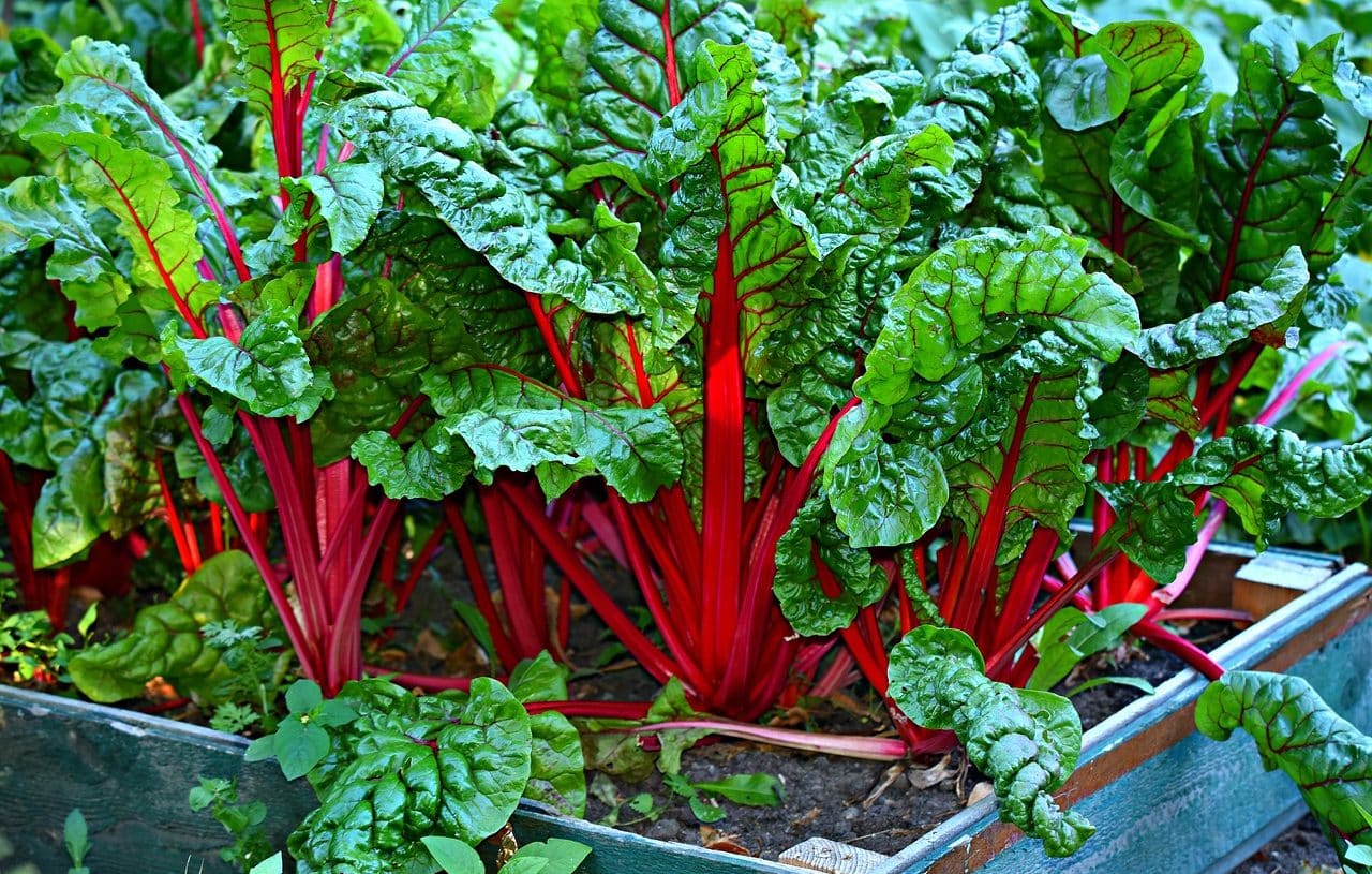 Chard planted in a pot