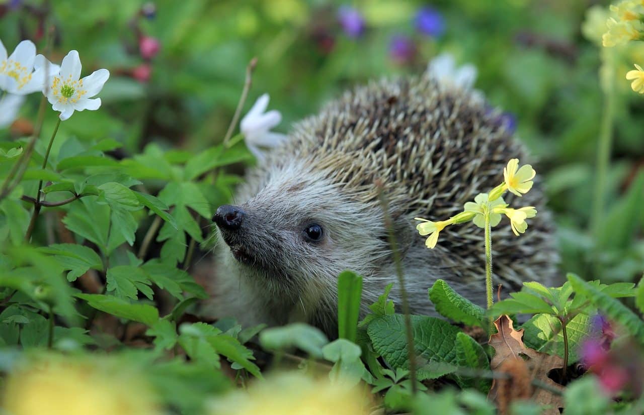 Porcupine among plants and flowers