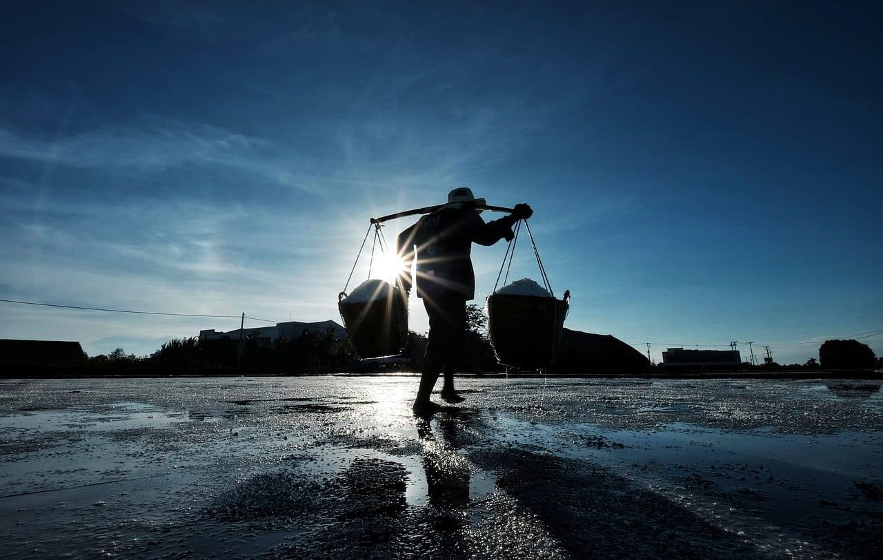 Person working on the harvest