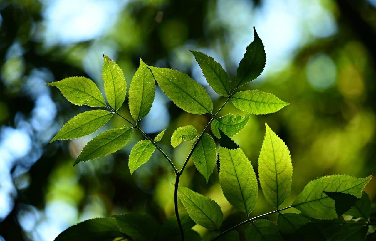 Outdoor plants