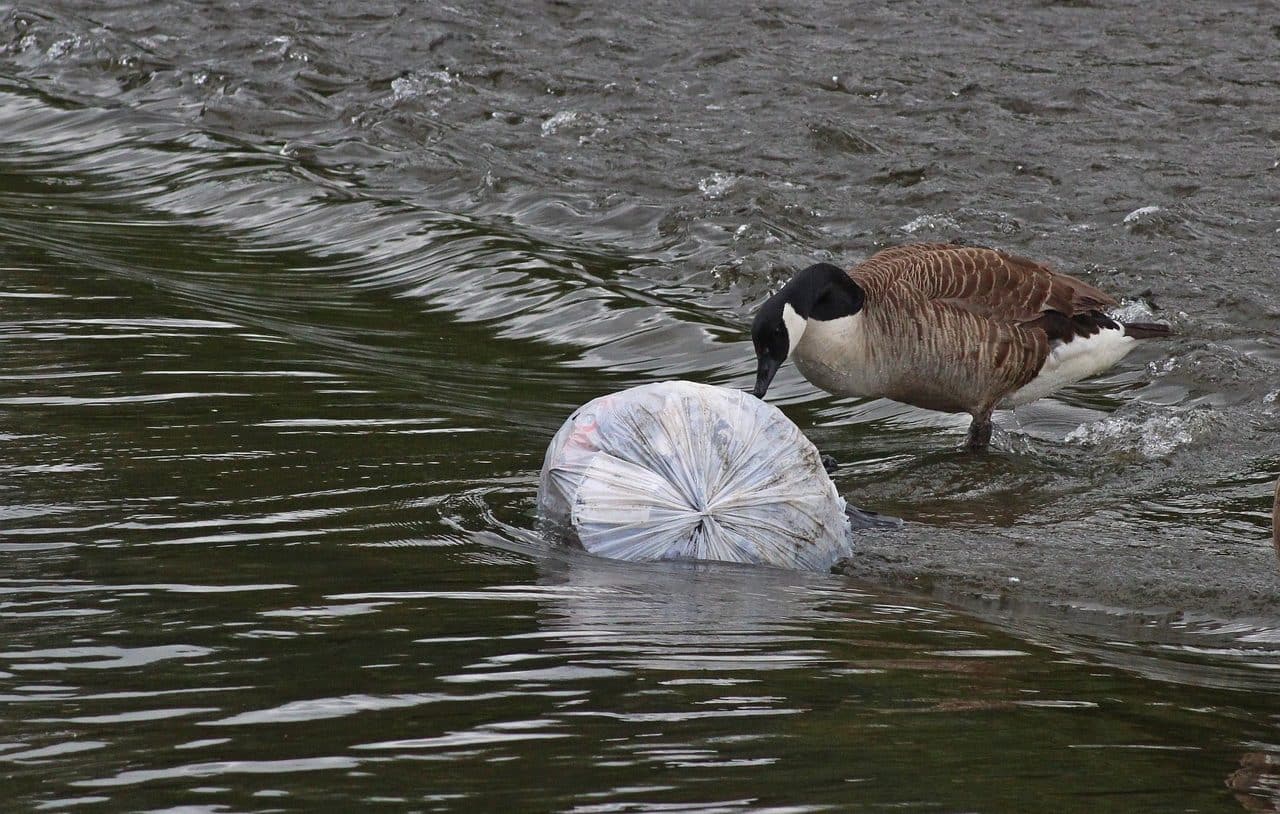 Polluted marine environments