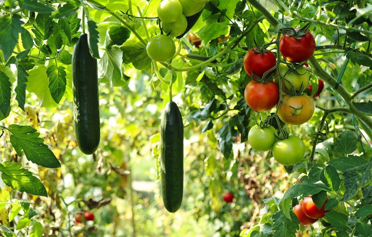 small scale agriculture