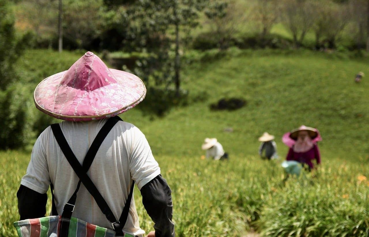 Farmers at work