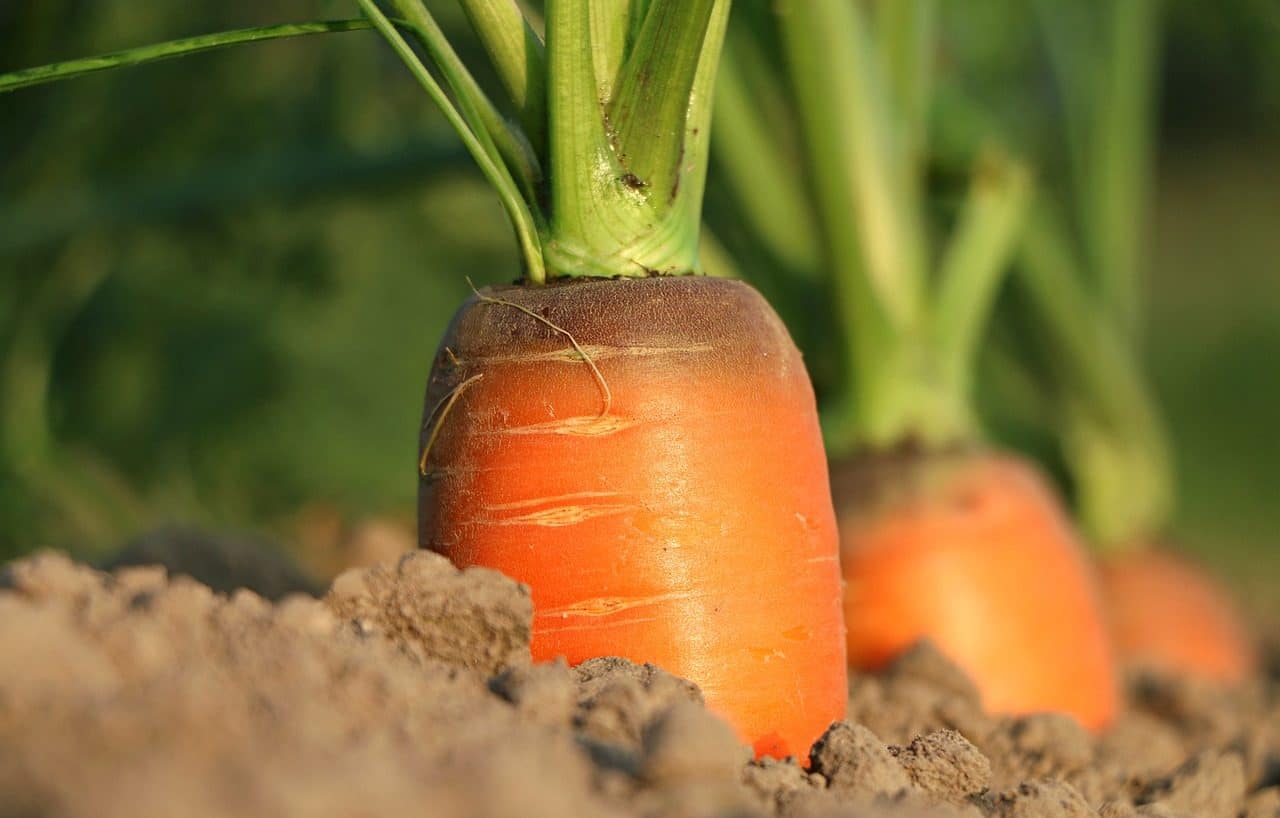 carrot plants