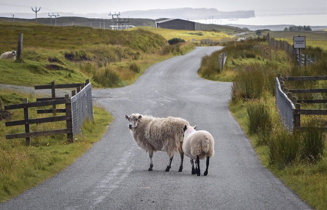 sheep on a farm