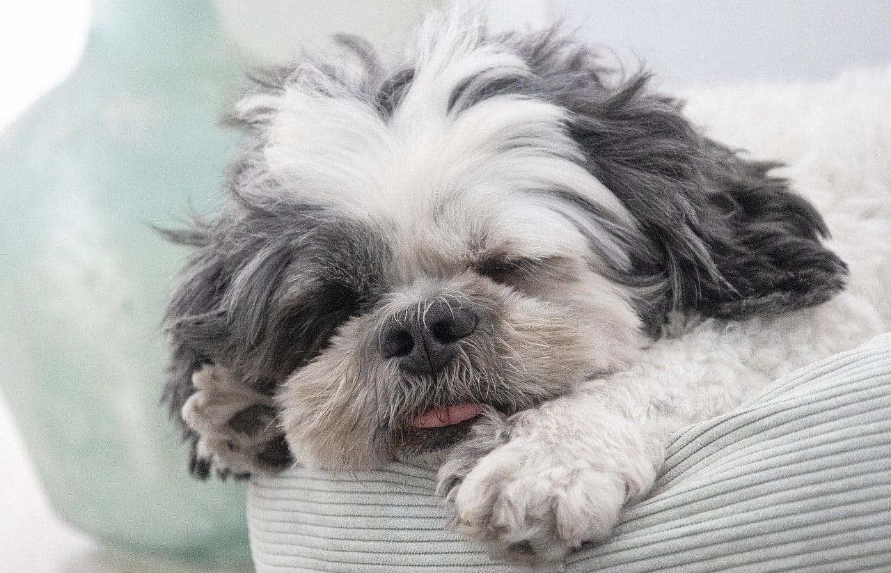 Puppy sleeping in a bed