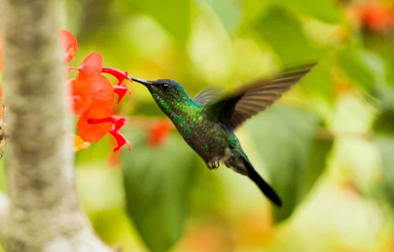 Hummingbird in flight in front of red flower