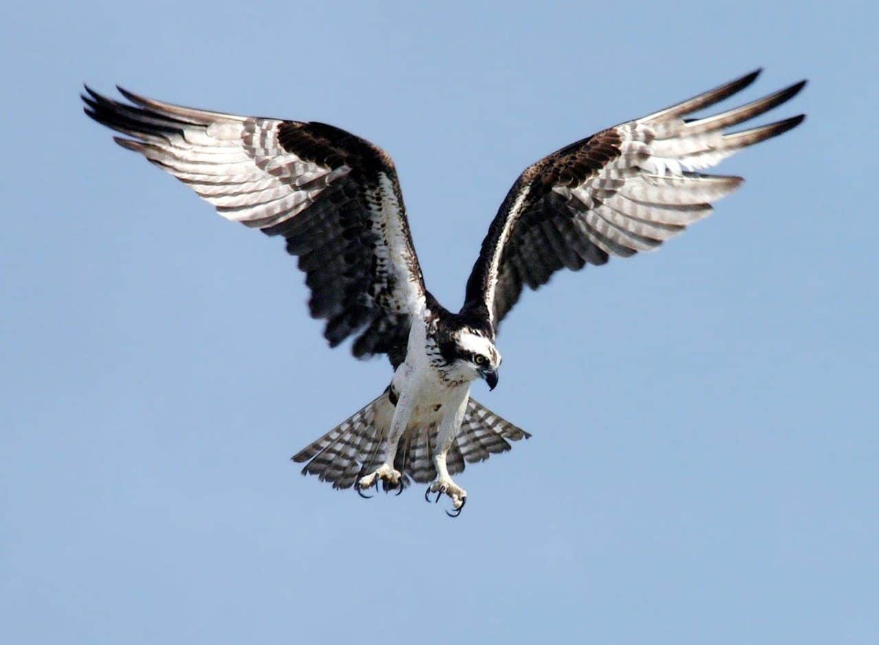 Black and white eagle in flight