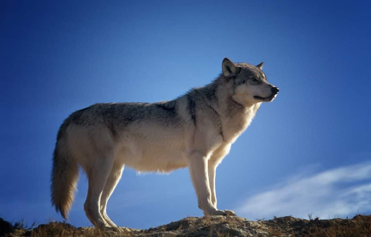 Gray wolf standing on a rock