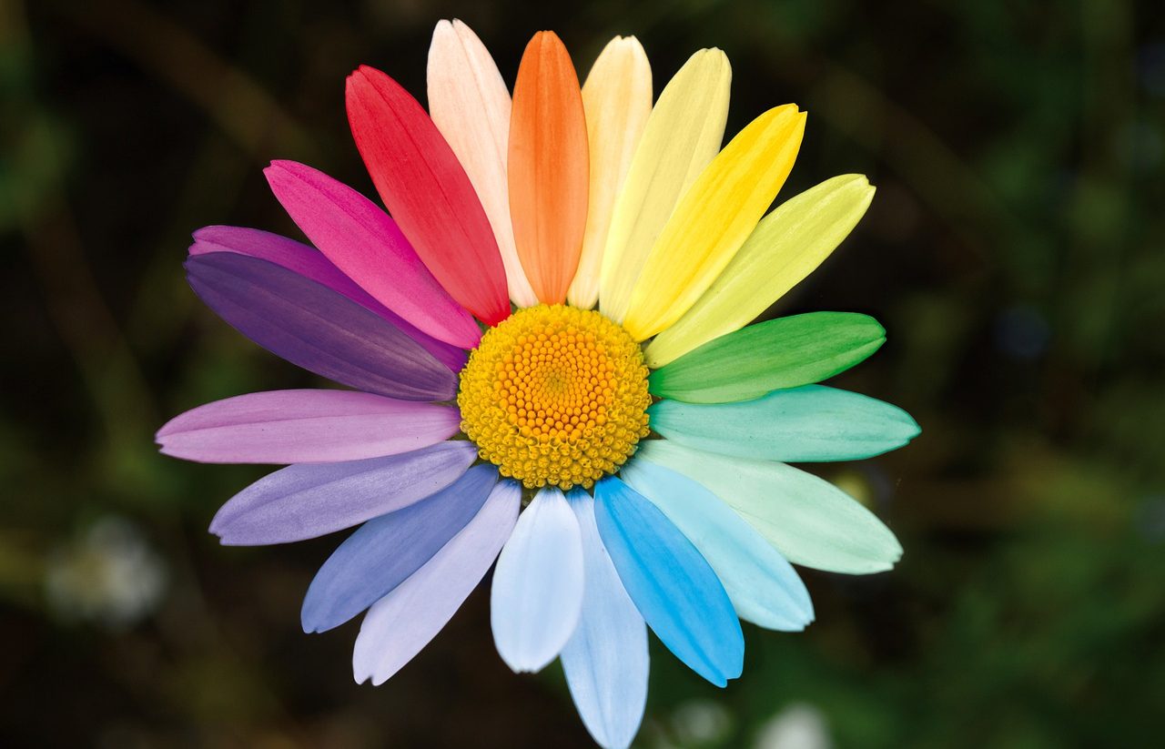 Daisy with multi-colored petals.