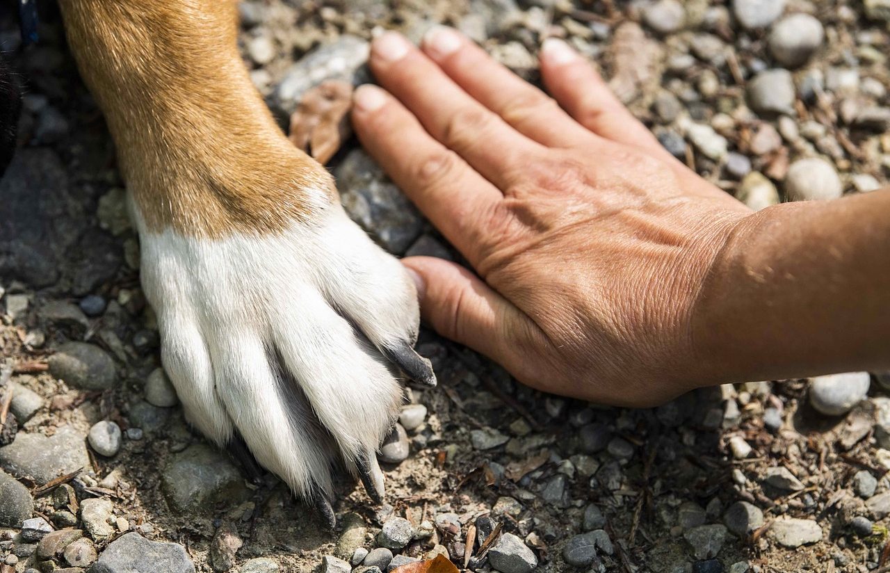 A dog&#39;s paw and a hand resting on the ground.