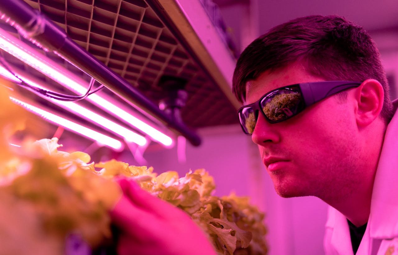 Man checking crop in nursery under ultraviolet light lamps.