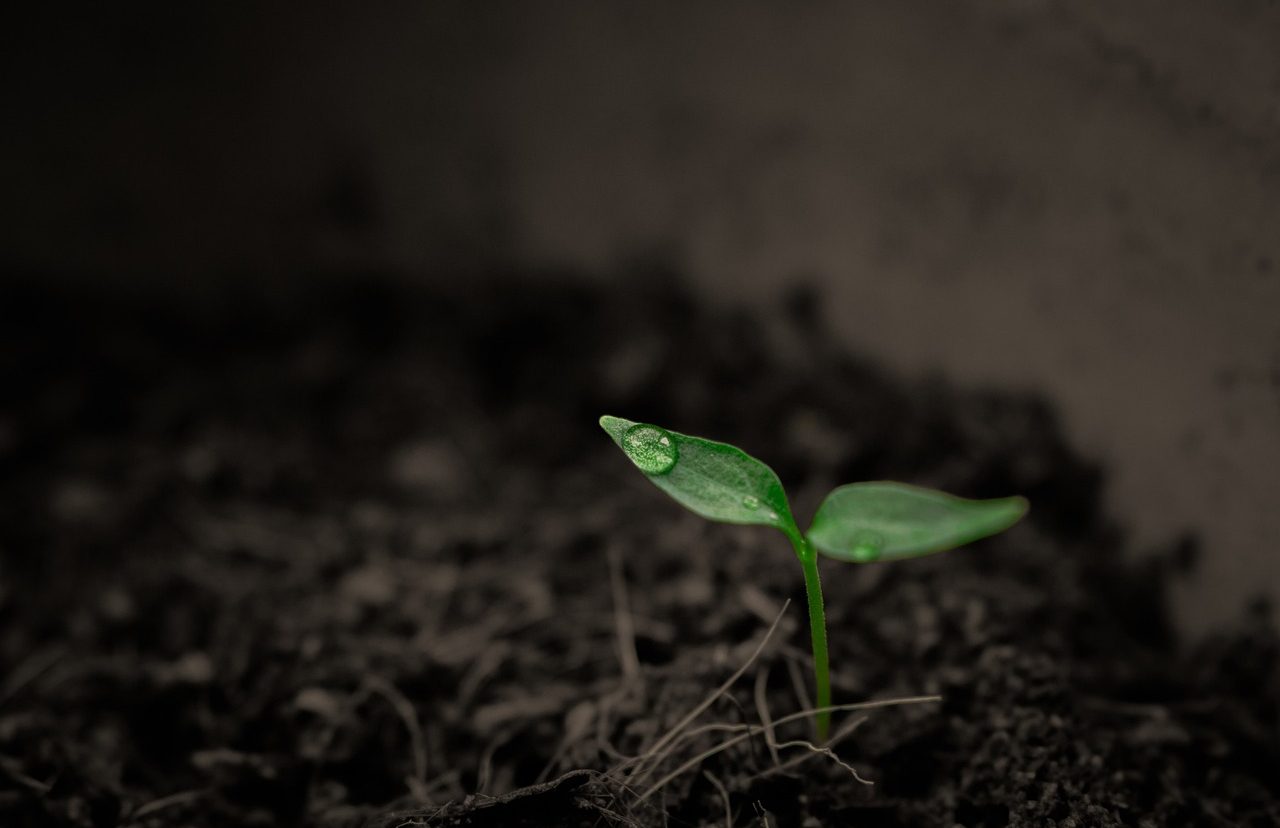 Sprout in fertile land