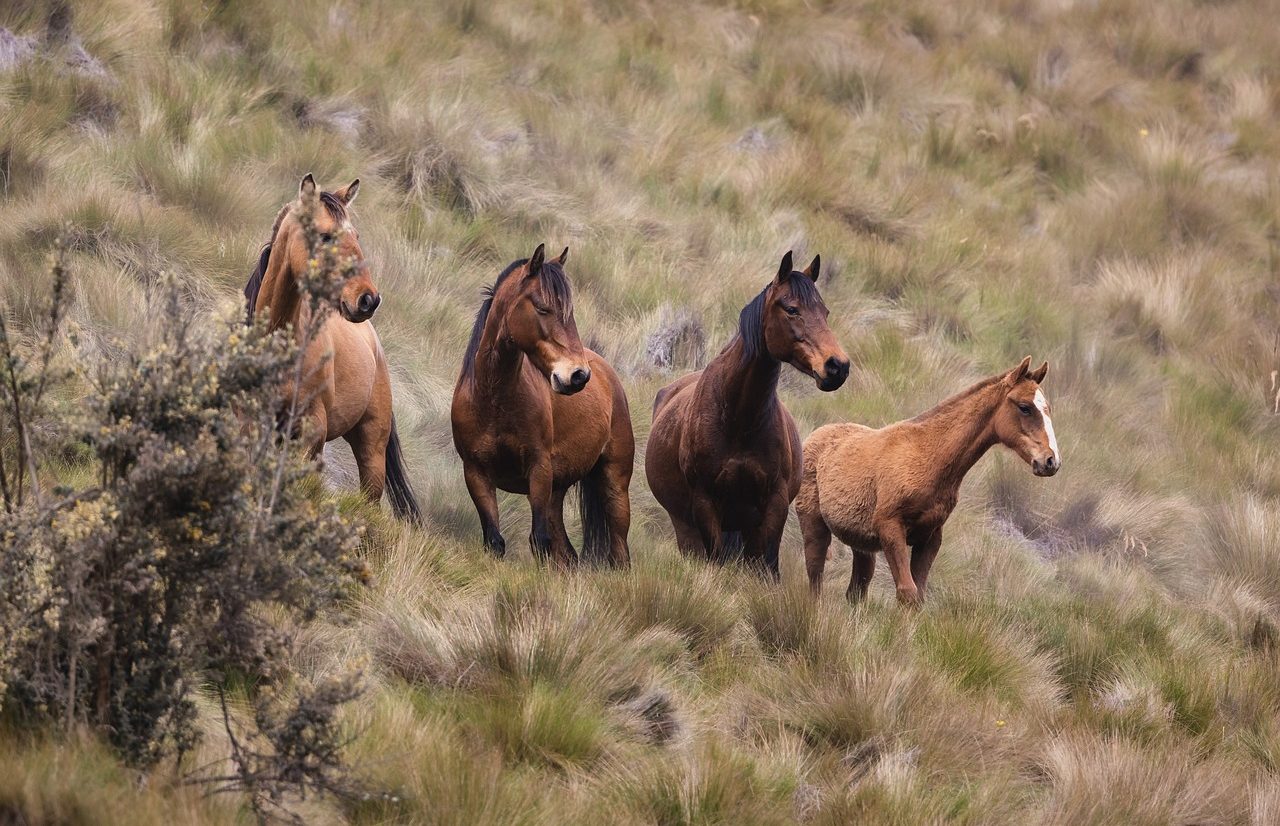 Wild horses in their natural habitat