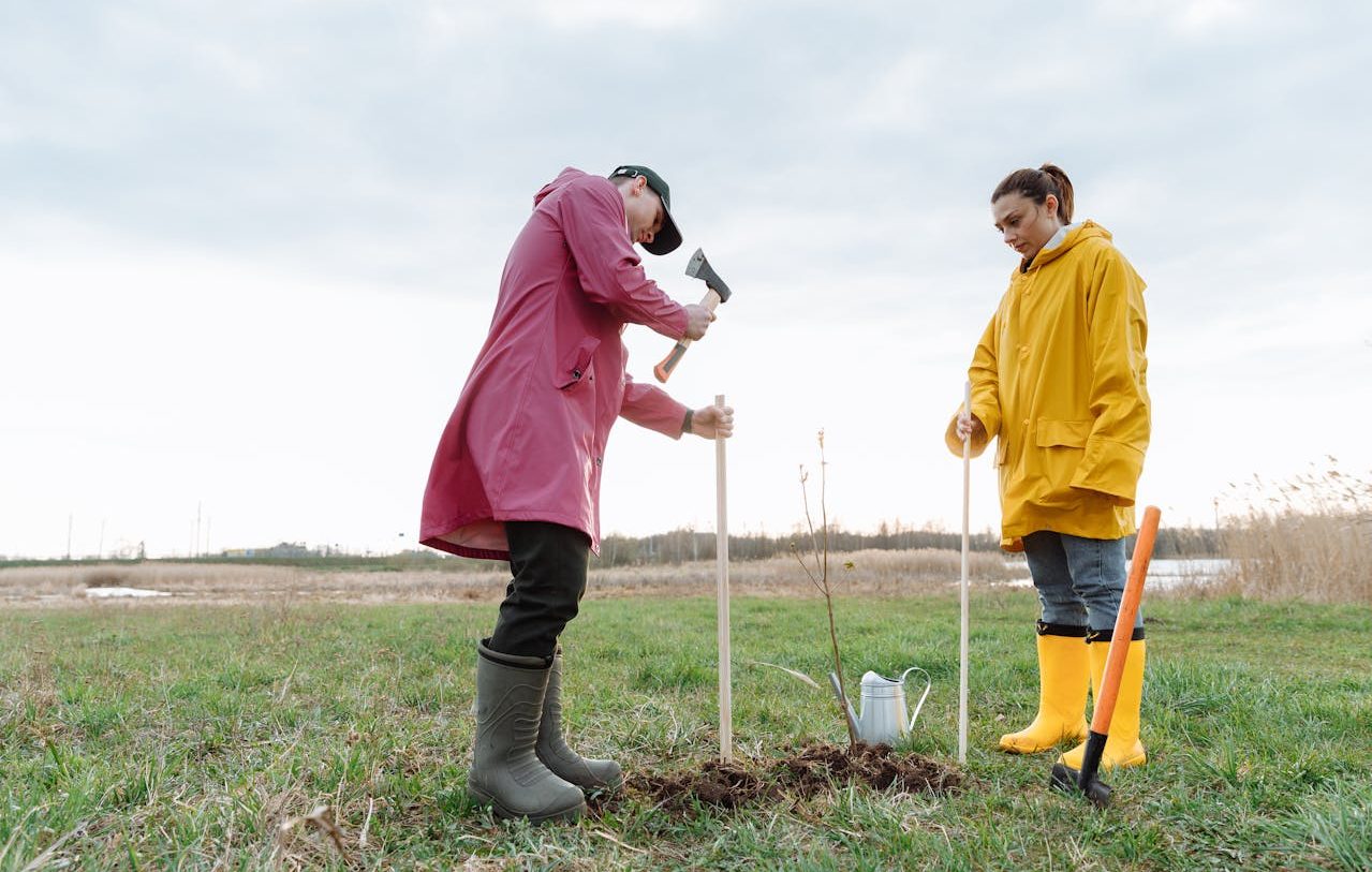 Woman and man planting a tree