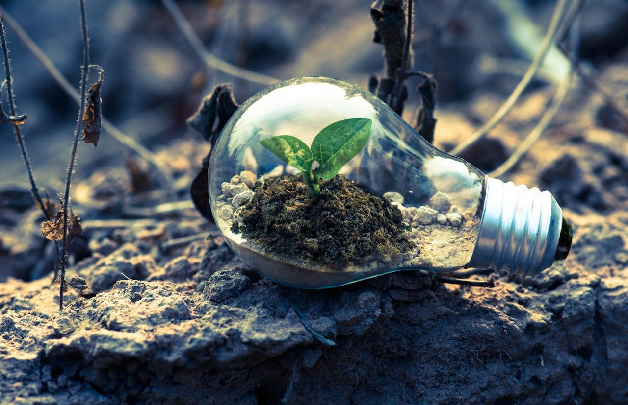 Electric light bulb with small mound of soil and leaves growing inside